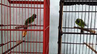 Download lagu #cucakijo  Cucak ijo Banyuwangi vs Cucak ijo jember selatan mp3