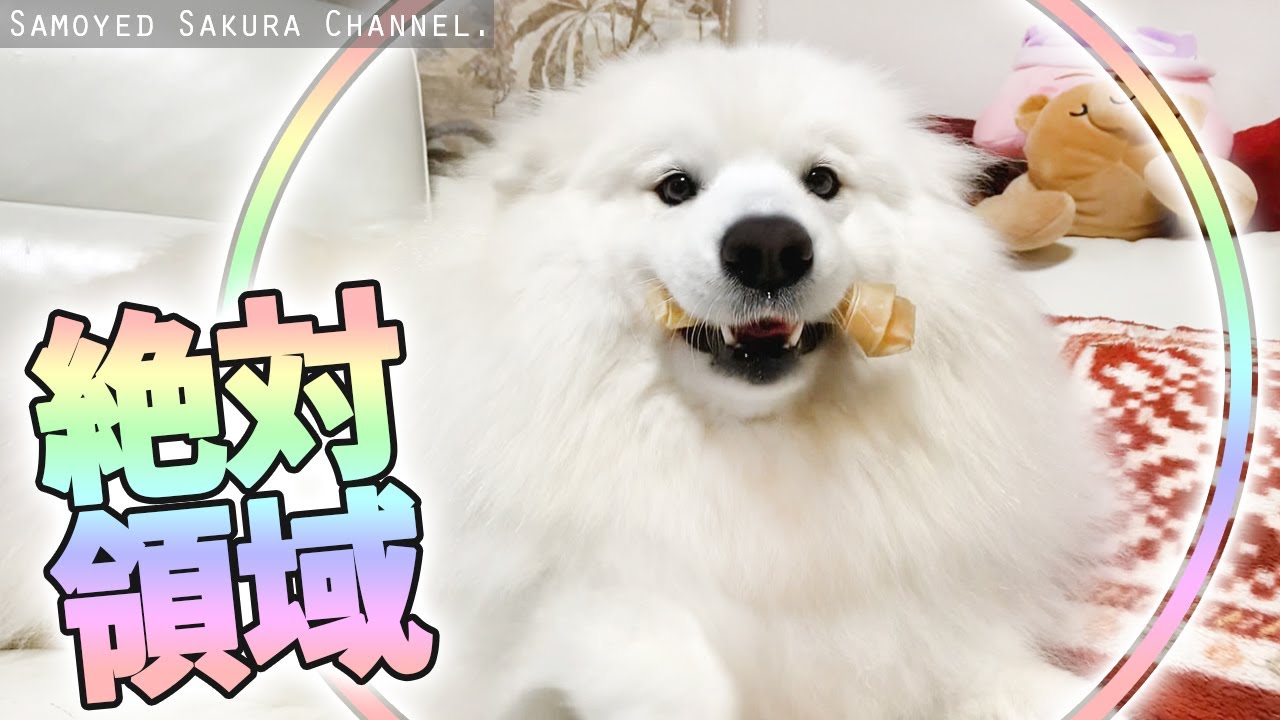 顔のまわりにバリアを張るサモエドさくら