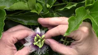 How to Pollinate Passion Flowers, Tempe Arizona.  Passion Fruit Abundance.