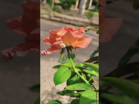 bhai Rajdeep Singh g#gurbanishabad #nateruess #gurbani #gurbanishabad