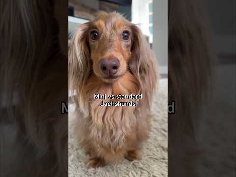 What’s the difference between a mini & standard dachshund? #dachshund #minidachshund #dachshundpuppy