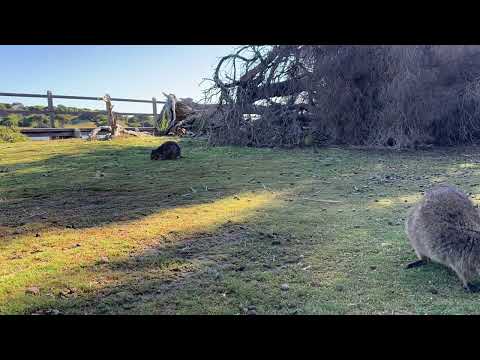 Quokkas