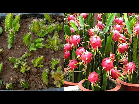 Grow dragon tree from seeds | grow dragon fruit at home