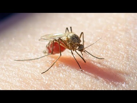 Protection Against Malaria in Three Doses - A Breakthrough that Could Save Millions of Lives