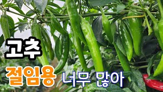 너무 많이 달렸다 저림용 풋고추