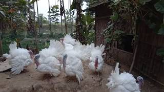preview picture of video 'My Turkey farm in helencha best Turkey'