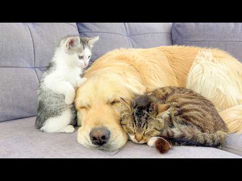 YouTube 썸네일