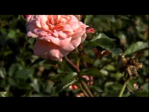 download lagu mp3 mp4 Drift Rose Colors, download lagu Drift Rose Colors gratis, unduh video klip Drift Rose Colors