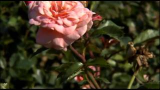 The Six Varieties of Drift Roses