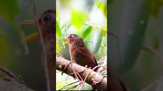 Download lagu Burung Penyanyi Alam: Pertunjukan Vokal Indah Hwamei mp3