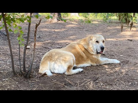 Alabai Dogs , guard protection show 😆,  fox ,coyote or deers or nothing 😂.