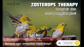 Download lagu TERAPI BERBAHAYA !! zosterops therapy pleci #masteranburung #zosteropstherapy #terapiairpleci  mp3