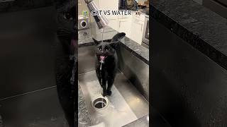 Funny cat vs water #cat #relaxingbath #funny #funnycat#cutecat #water#fypシ #catvideos