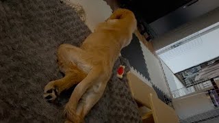 Golden retriever puppy Bisuke lying down and playing alone