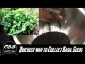 The quickest way to collect Basil Seeds