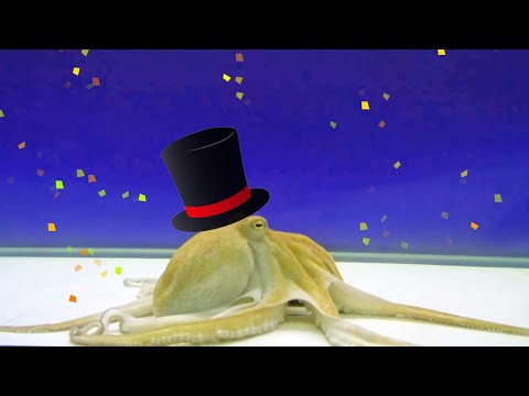 Funny Octopus Performs Amazing Magic Trick