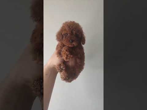 Minyatür Satılık Poodle