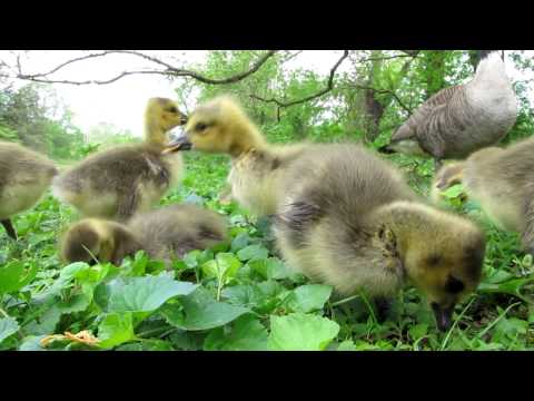 Baby Canadian Geese @ Valley Forge