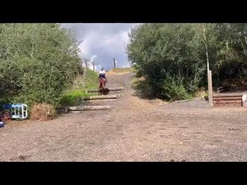 Cracking allrounder - Image 2