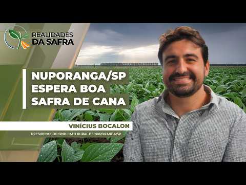 Região de Nuporanga/SP espera boa produtividade de cana-de-açúcar, mas alerta para preço baixo...