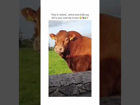 Only in Ireland…where even the bulls say no to your road trip invites 🇮🇪 🐂 🤣