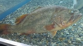 ブラックバス君　釣りフェスティバル2024 パシフィコ横浜