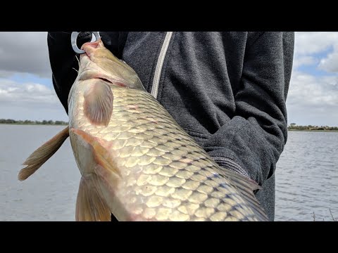 image-What carp means?