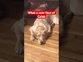 Gentle Face Of Caleb Pop Viralshort Trend Puppy Viralvideo Viralvideos Trend Trending Trend