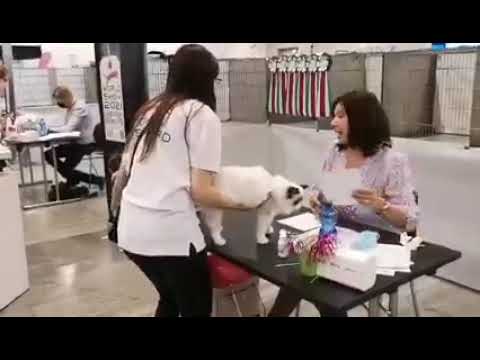 Pionono auf der Weltausstellung