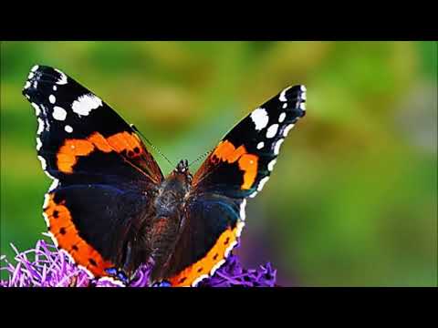 Abschied von Sherman Noir