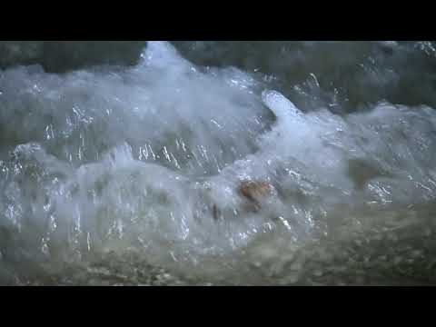 Red Crab Spawning, Flying Fish Cove Christmas Island 06122020 J33 RAW AAM 1890