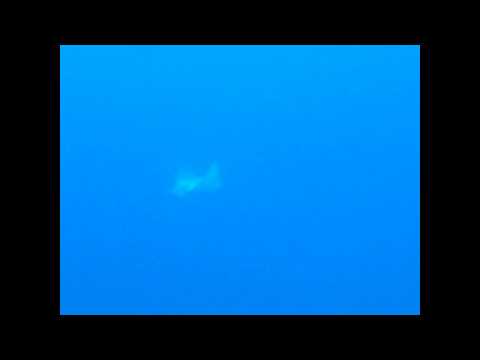 Aquila di mare a Near Garden