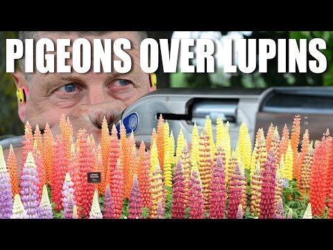 Pigeons over Lupins