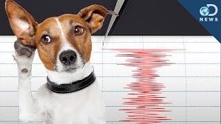 Can Animals Predict an Earthquake?