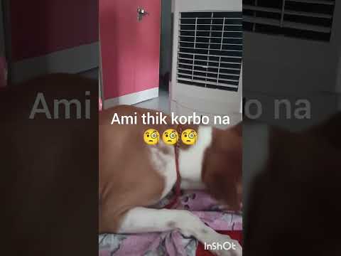 Cocor dustami 😂😂😂♥️♥️🧐🧐#dog #youtube