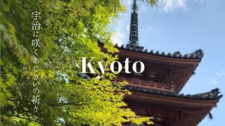 三室戸寺 京都 花の寺で光り輝くあじさい Kyoto Mimuroto-ji, the Flower Temple. Peacefully stroll through.