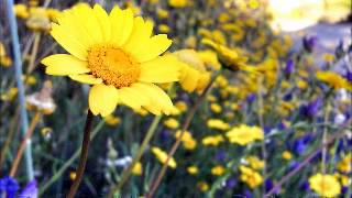 Pleasure - Wisdom Of Crowds