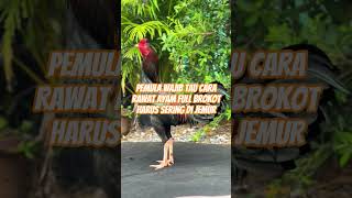 Download lagu Pemuala wajib tau cara rawat ayam brakot #edukasi #ayam #pertenakan mp3