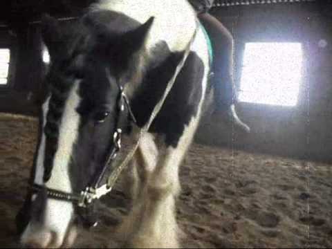 Best Horse Bodenarbeit nächster Schritt Hinlegen mit Reiter PART 2 Irish Tinker 2013