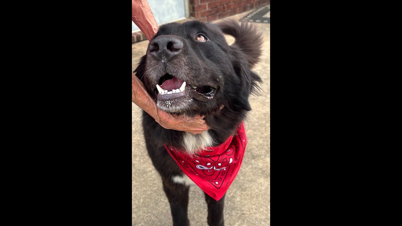 Enlarge Apollo, a Adoptable mixed breed in Point Clear, AL video 6/6