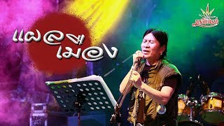 แผลเมือง – มาลีฮวนน่า