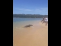Vicious Seal Attack!!!
