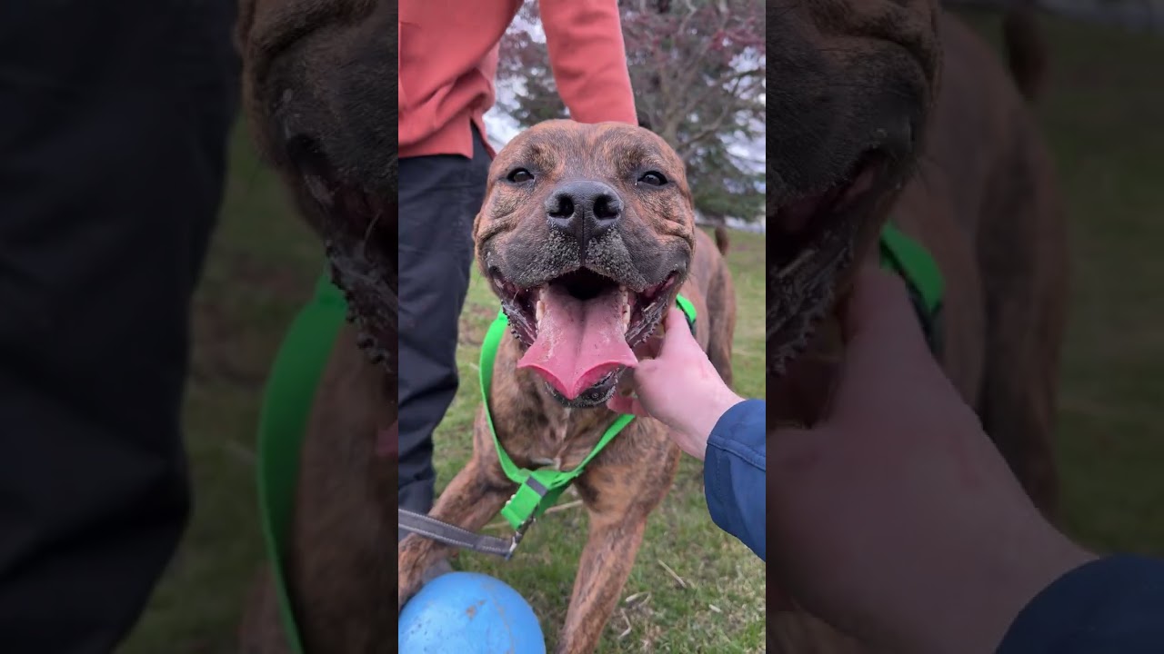 Enlarge Spike, a Adoptable Mixed Breed in Grand Rapids, MI video 6/6