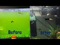Get Rid Of Algae Bloom In Aquarium