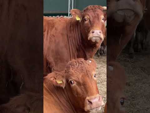 Przysmakkk 🥰 #limousine