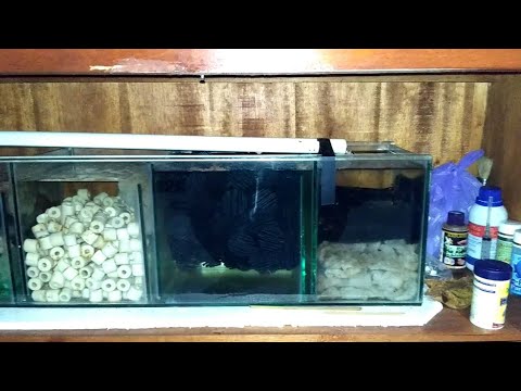 Filter Aquarium Untuk Discus