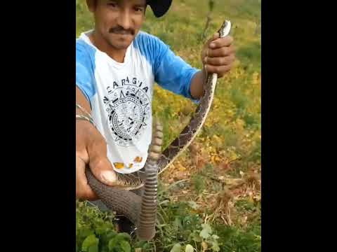 #Cascabel en San Ramon Matagalpa