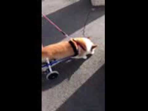 コーギーのぷよん君が犬用車椅子で歩く様子