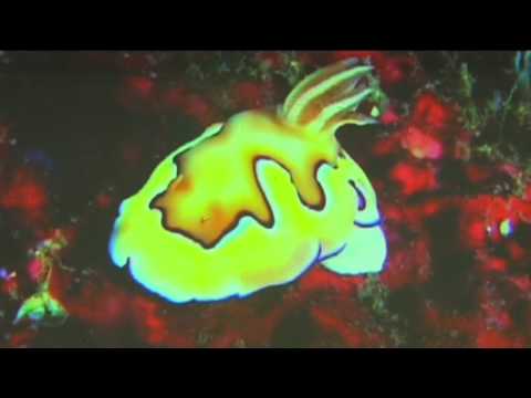 Palestra com Casal Tsunami - Fatea 2010