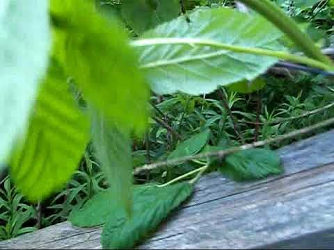 Starting my vineyard reconstruction